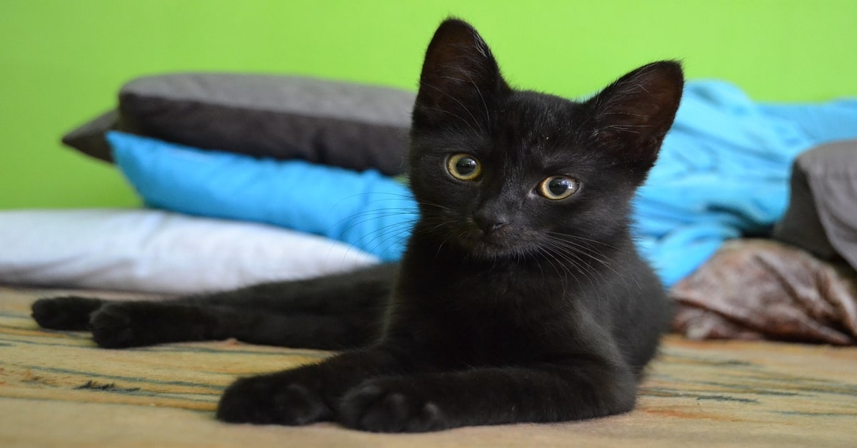 Un tenero gattino fa “gnam gnam” mentre mangia la sua pappa (VIDEO)