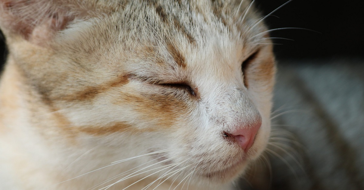 Il gattino cieco sente per la prima volta il getto d’aria dell’asciugacapelli, la sua reazione in video è dolcissima