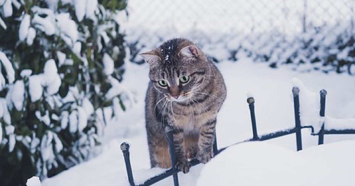 Il gattino ha una stranissima reazione alla vista dei fiocchi di neve, il video è tutto da guardare