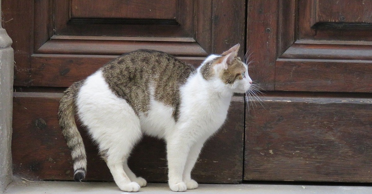 Il gattino ha un’idea brillante per farsi aprire la porta di casa, il video vi lascerà senza parole