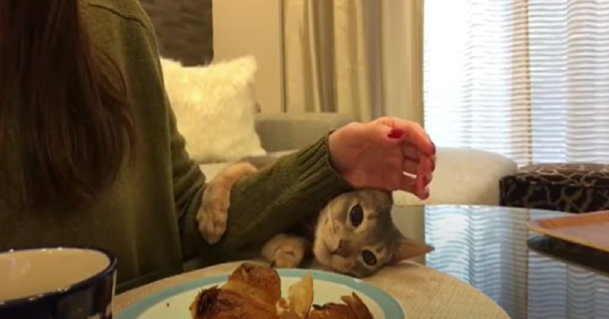 Il gattino Singapura è deciso a rubare il croissant della mamma, nel video i suoi divertenti tentativi