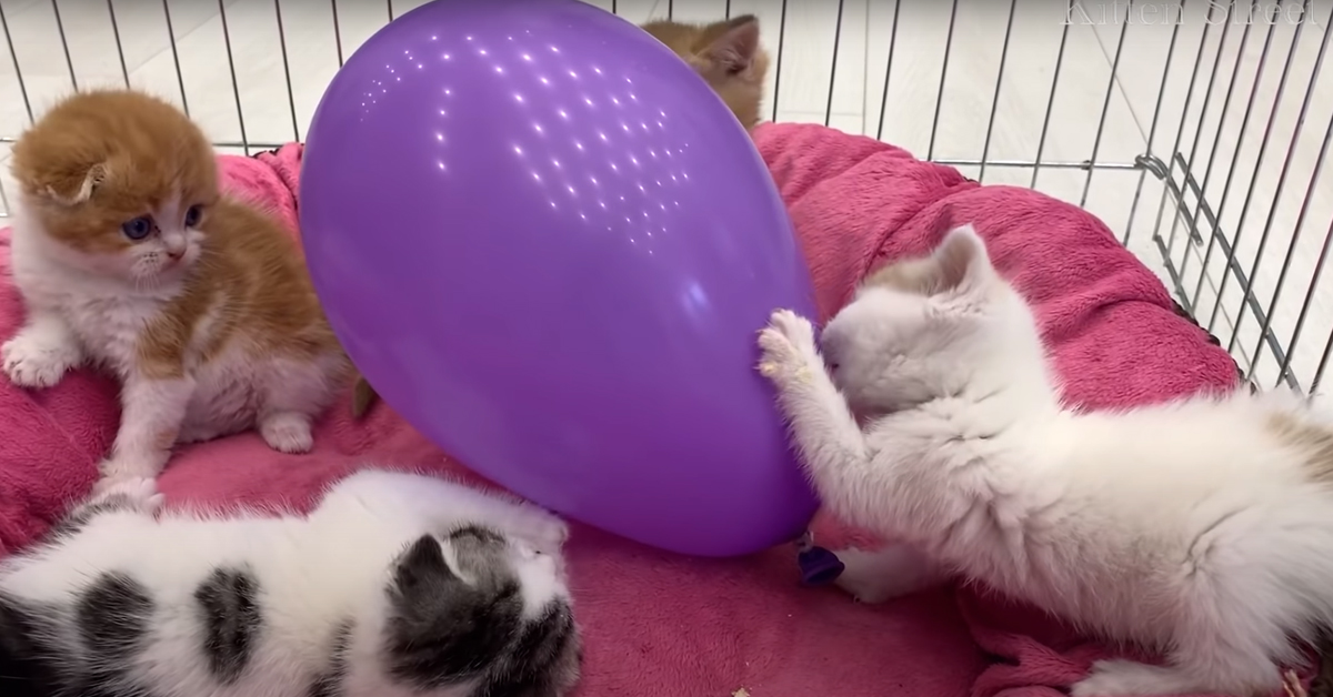 I gattini adottati vedono per la prima volta un palloncino e la loro emozione è unica