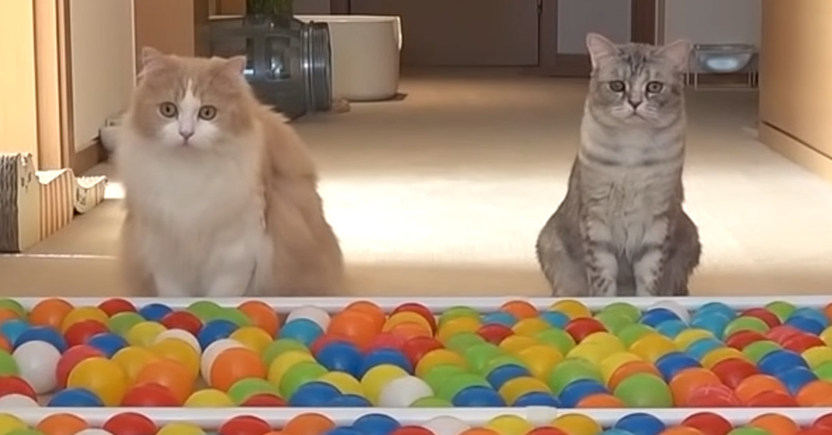 I gattini devono affrontare un tappeto di palline colorate e la loro reazione è virale (video)