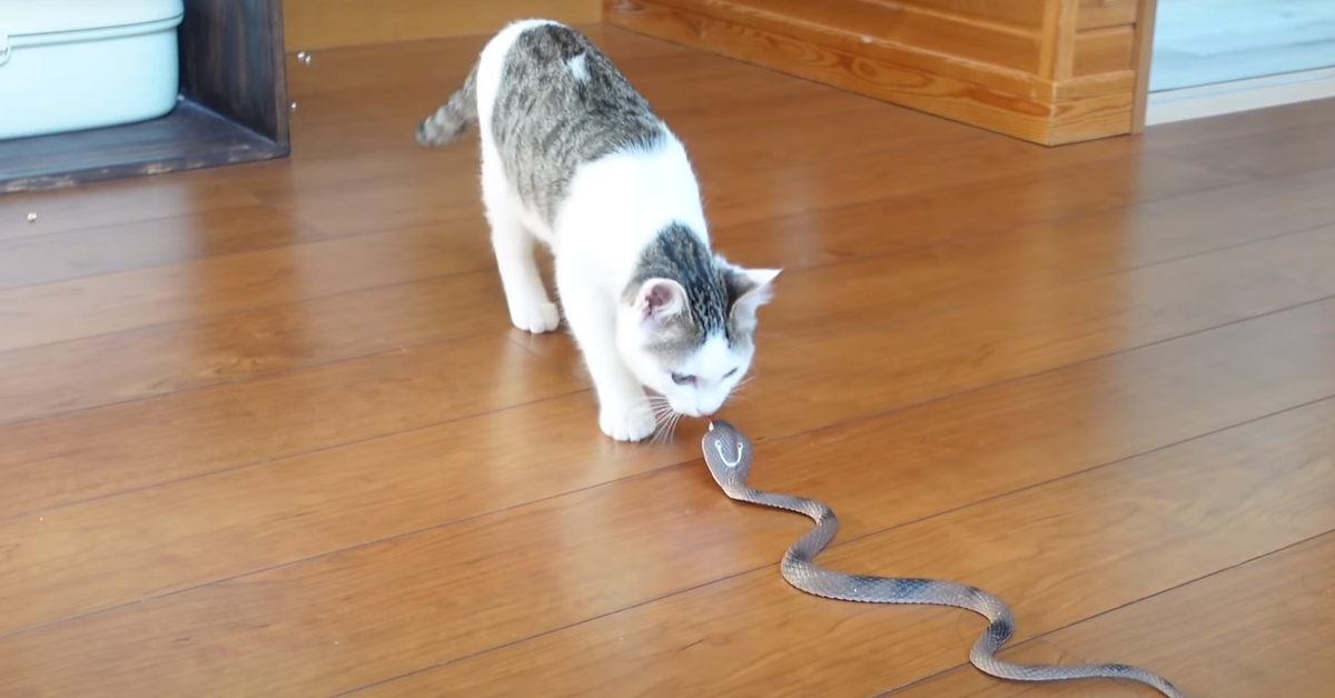 I gattini incontrano il nuovo coinquilino, un serpente finto e la loro reazione è virale (video)