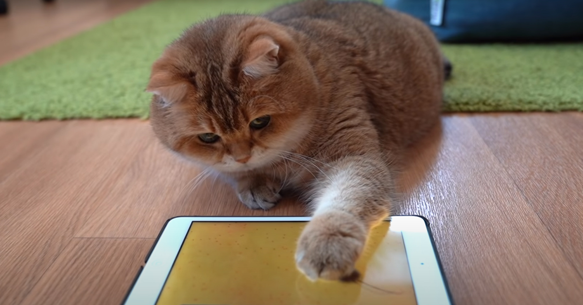 Il gattino Hosico gioca su un tablet con alcune app ideate proprio per i felini (video)