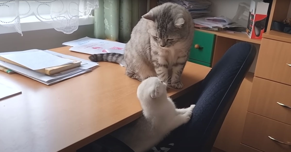 Il gattino Scottish Fold fa di tutto per convincere il suo papà a giocare insieme (video)