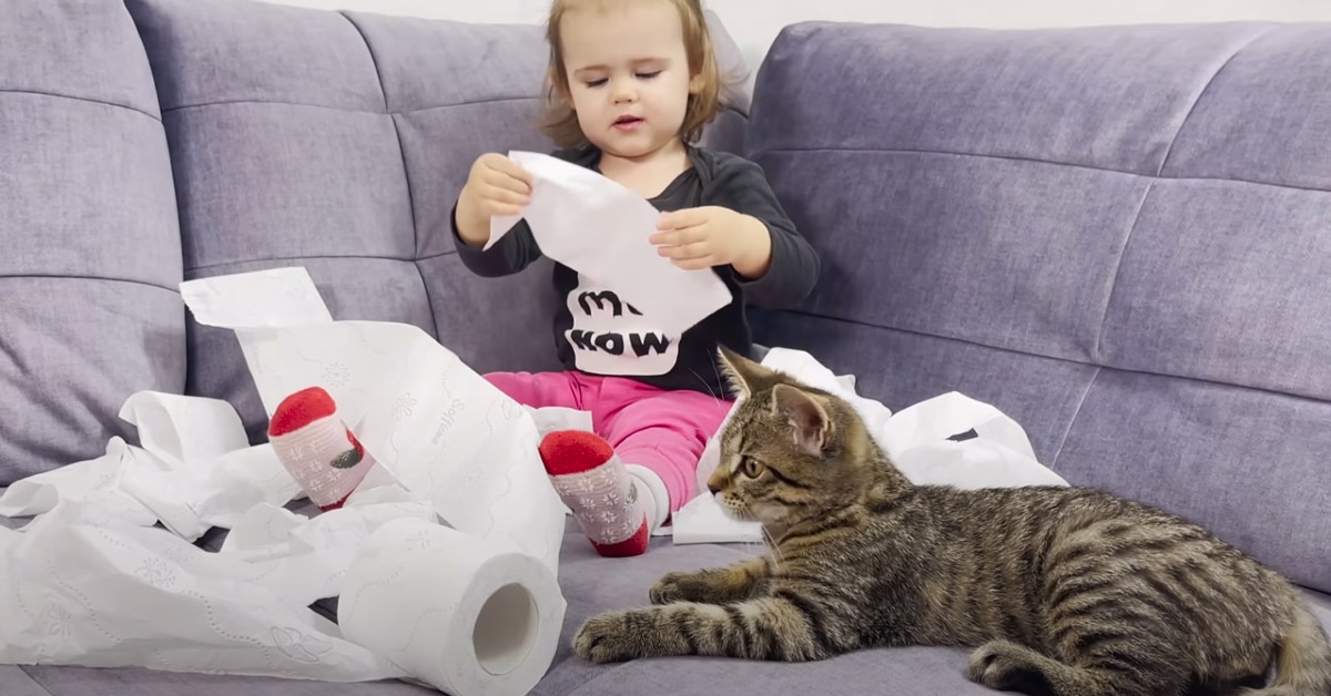 Il gattino e la sua amica bambina giocano con la carta igienica, combinando un vero disastro (video)