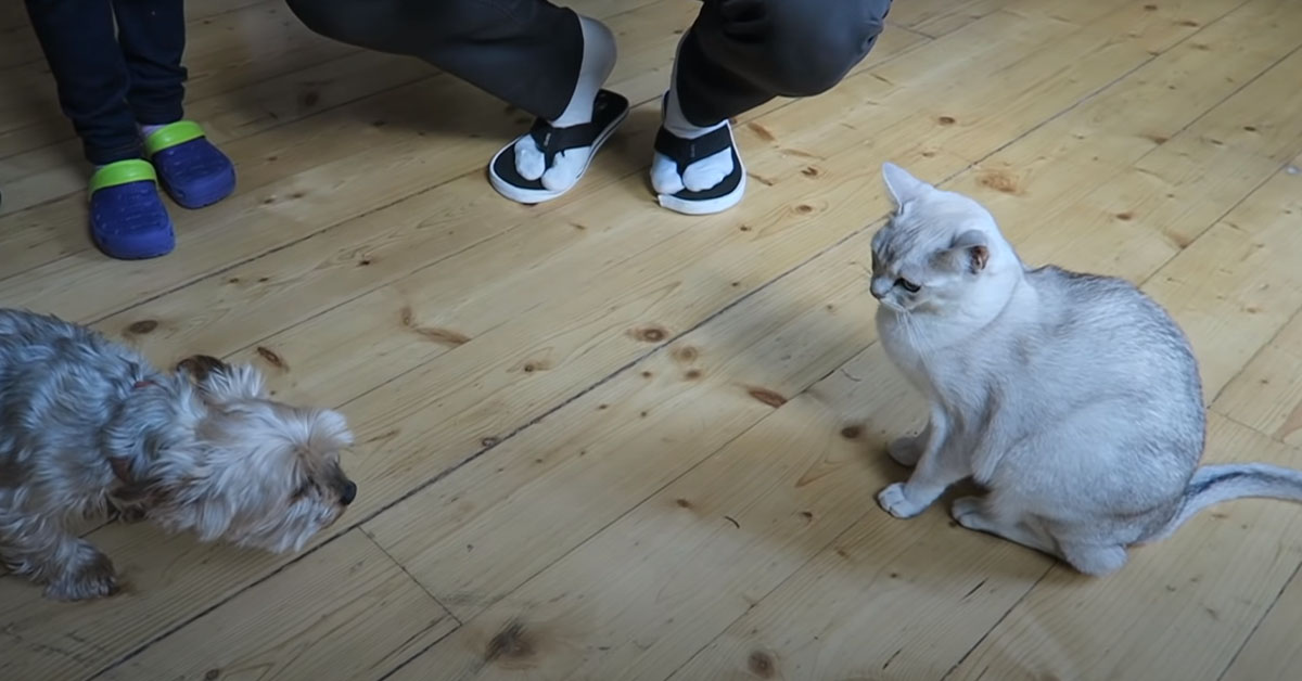 Il gattino e lo Yorkshire si incontrano per la prima volta e il momento è magico