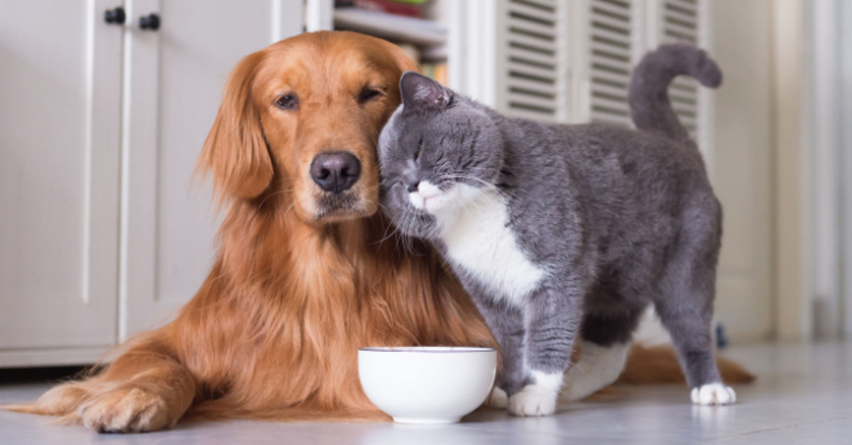 Il gattino è molto felice quando il suo amico Golden Retriever entra dalla porta  (video)