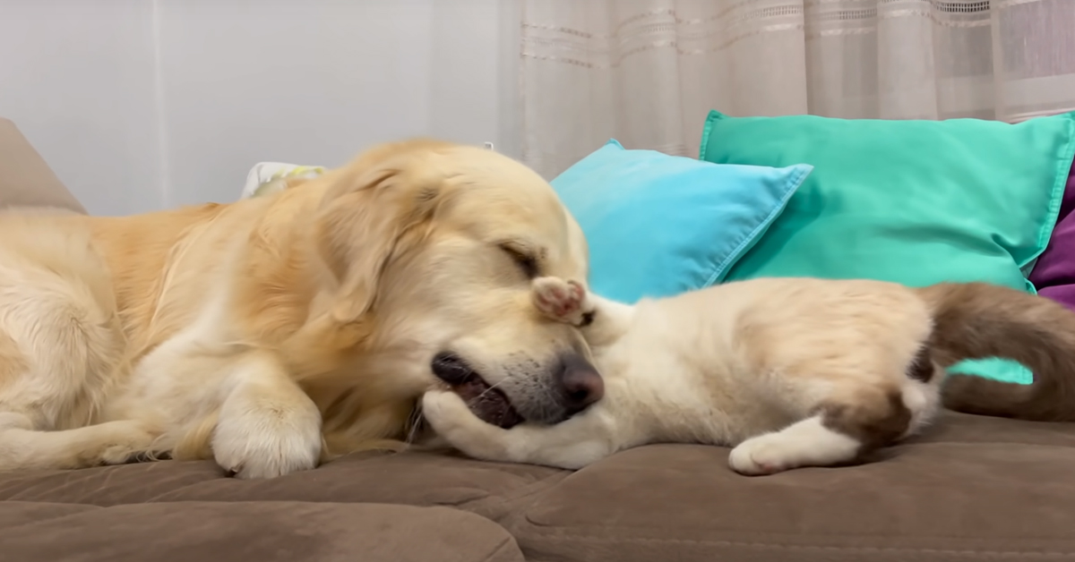 Il gattino fa un tenero agguato al suo amico Golden Retriever (video)