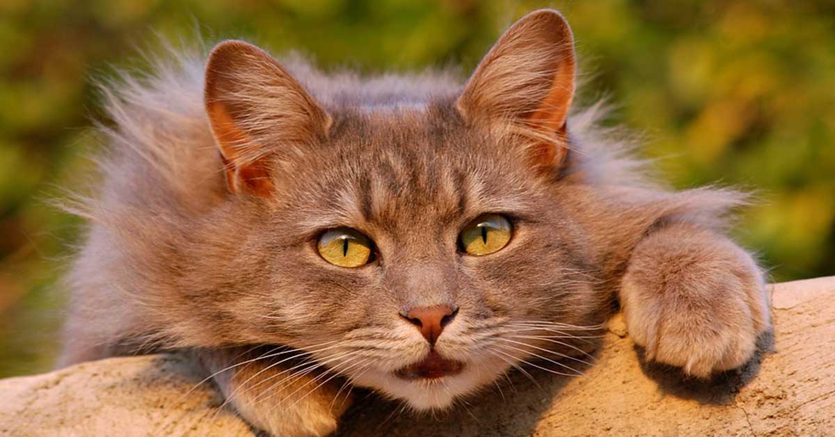 Il gattino impazzisce correndo per casa, mentre suo fratello lo guarda allibito (video)