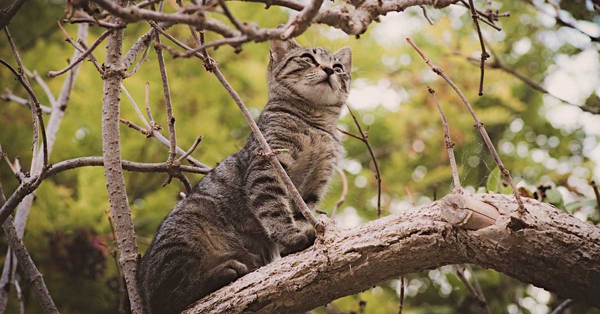 Il gattino indossa i panni di “Spider Cat” per dare la caccia al suo “nemico” (video)