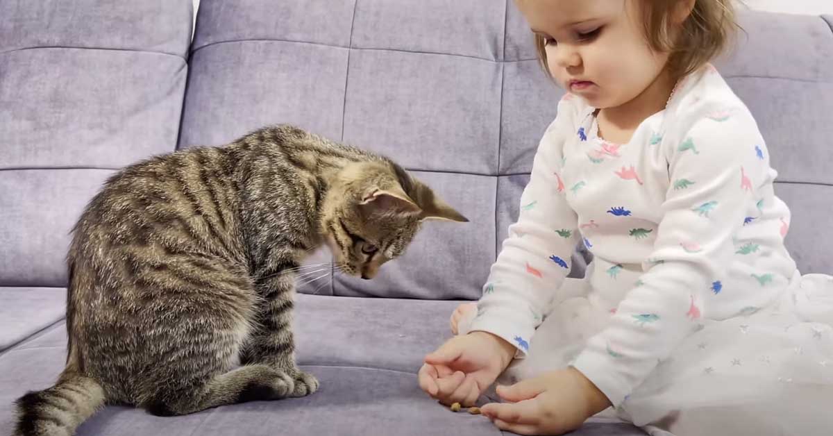 Il gattino si lascia nutrire dalla sua amica bambina e il momento è tenerissimo (video)