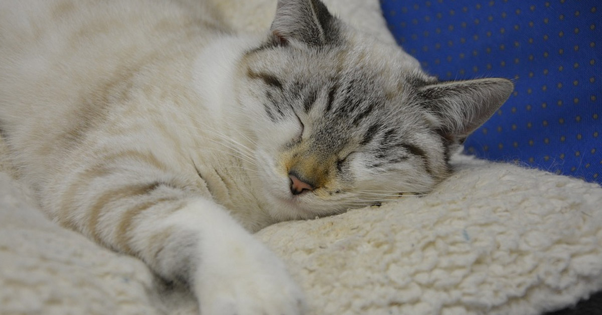 Il gattino sopporta con invidiabile pazienza tutti i dispetti della sua amica colomba (video)