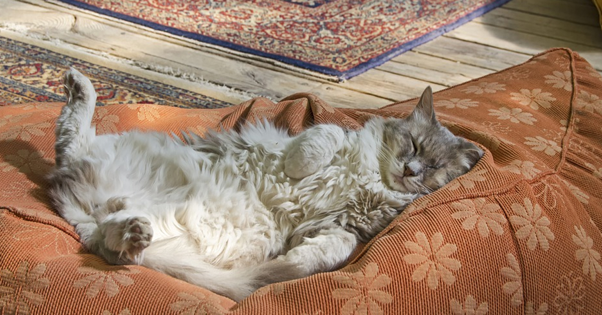 Il gattino vorrebbe dormire, ma il suo amico pappagallo vuole giocare (video)