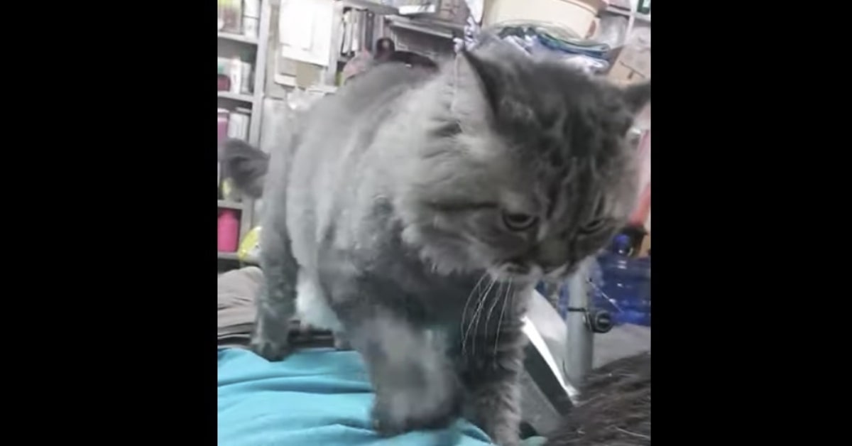 Kitty, la gattina che fa massaggi con una particolare tecnica (VIDEO)