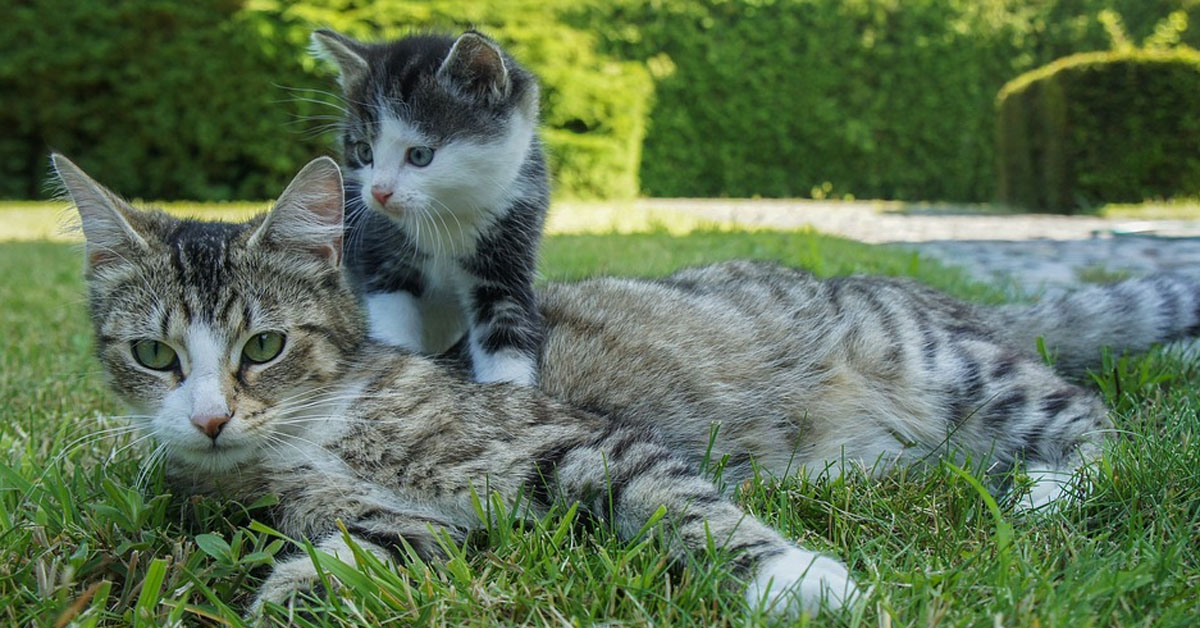 La gattina mamma dà una tenera lezione al suo cucciolo un po’ indisciplinato (video)