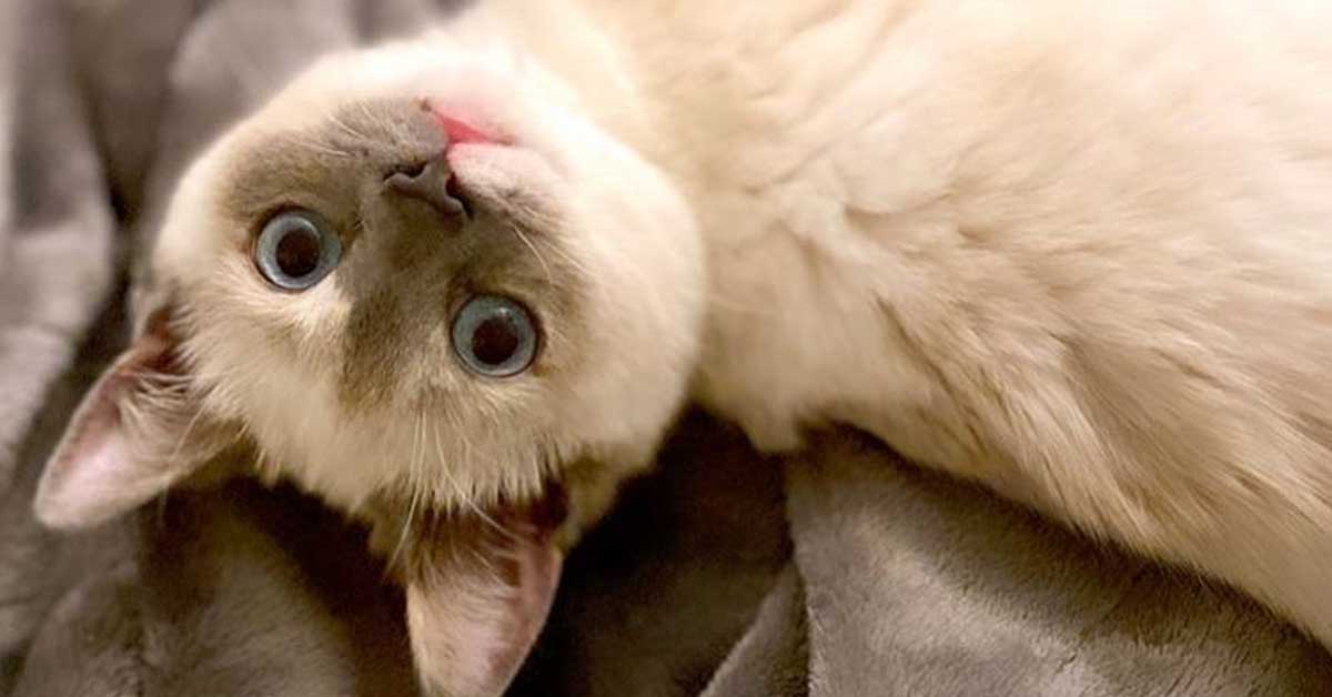 La storia di Jeff, il gattino Siamese con le zampe paralizzate che vuole essere felice per la prima volta