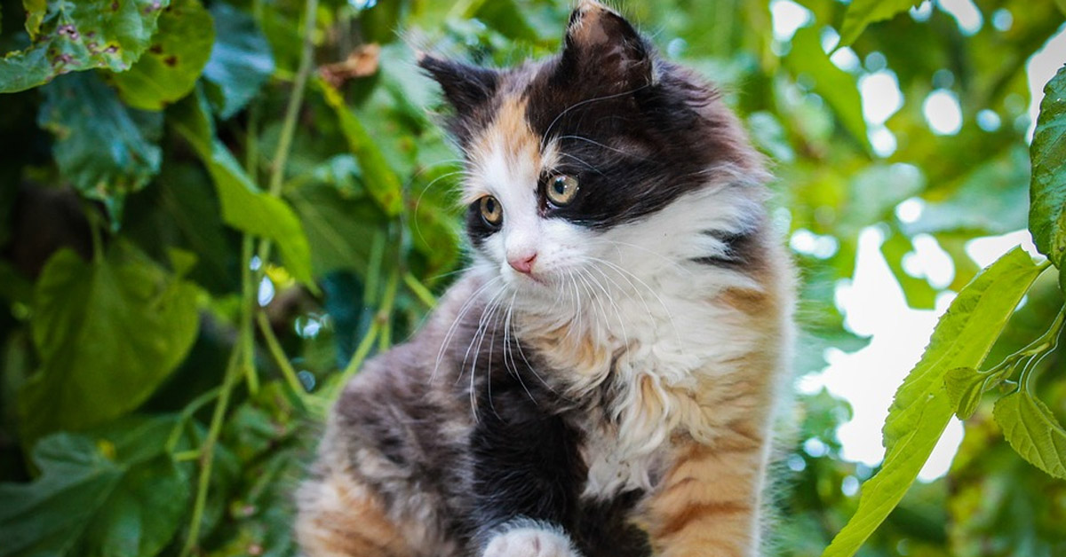 Nel giorno della sua adozione, questo gattino scopre per la prima volta la felicità di una vita in famiglia