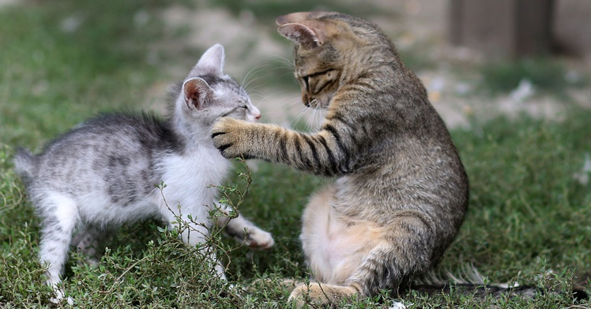 Per sfuggire all’agguato del fratello, questo gattino fa una capriola davvero unica (video)