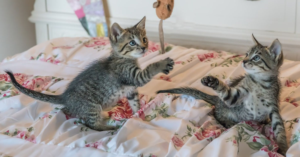 Questi due gattini di poche settimane si incontrano per la prima volta e il momento è magico