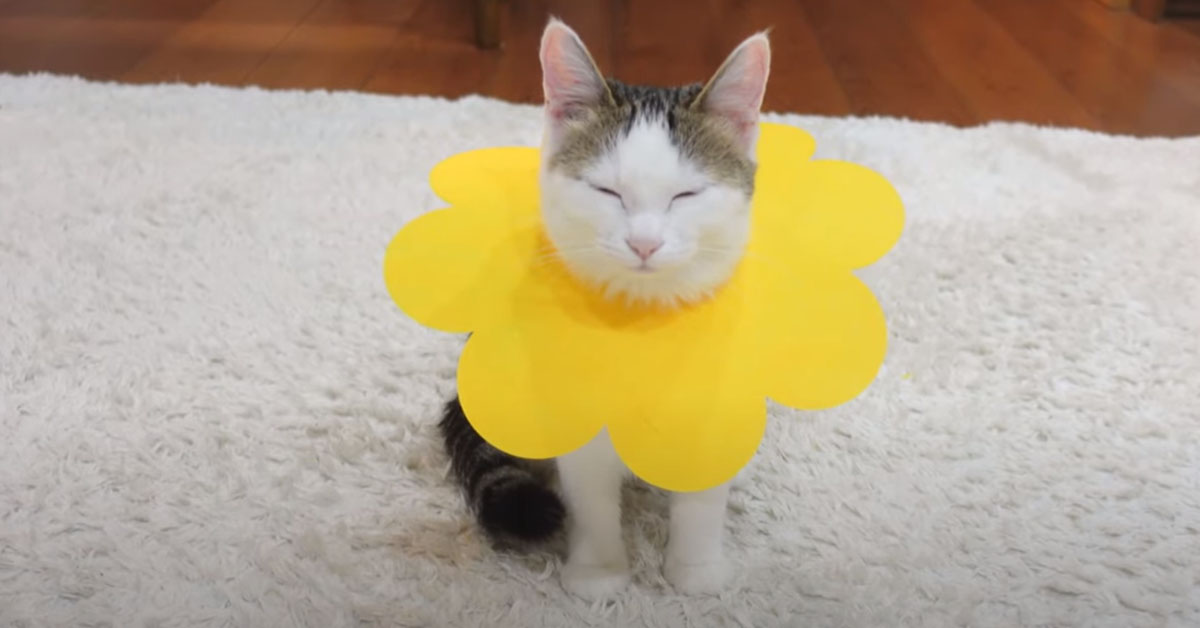 Questi gattini hanno deciso di travestirsi da fiori colorati (video)