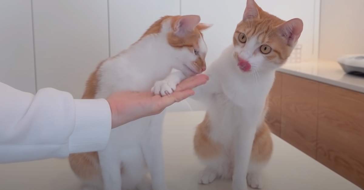 Questi gattini hanno imparato moltissimi trucchi per avere gustosi snack (video)