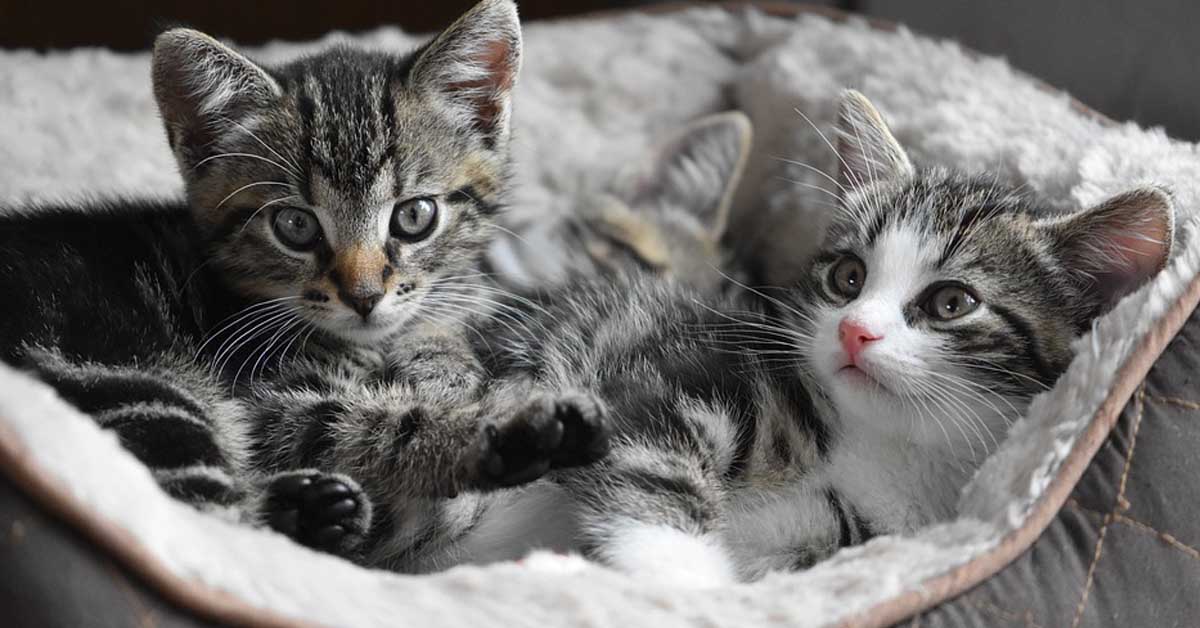 Questi gattini restano da soli per la prima volta e la loro reazione è dolcissima