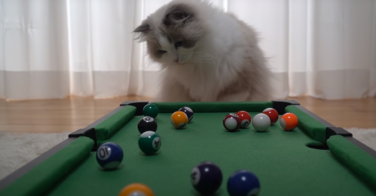 Questi gattini sono dei veri talenti con il biliardo (video)