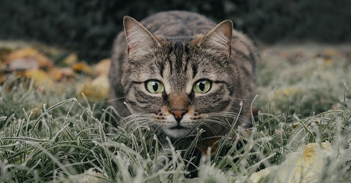 Questo gattino ha un vero talento nel prendere al volo gli oggetti (video)