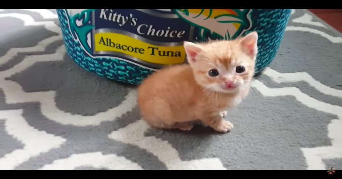 Un gattino randagio viene salvato da un poliziotto che poi decide di adottarlo (VIDEO)