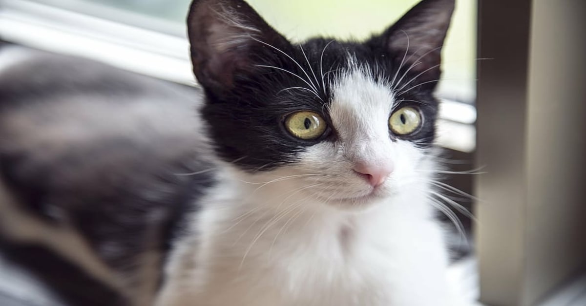 Athena, la gattina che impazzisce al vedere una pista di automobiline (VIDEO)