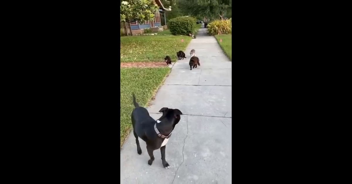 Quattro gattini randagi mettono in fuga un cane incontrato per strada (VIDEO)