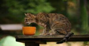 Due simpatici gattini rifiutano di condividere il cibo (VIDEO)