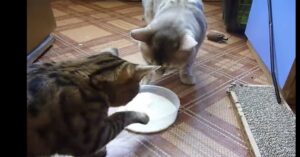 Due gattini si litigano una ciotola di latte (VIDEO)