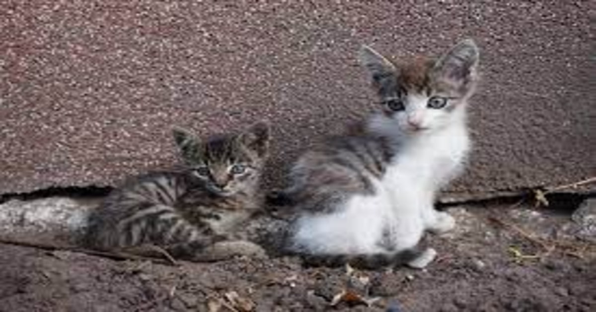 L’amore di una madre: una cagnolina allatta due gattini appena nati (VIDEO)