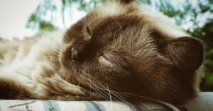 Gattino British Shorthair sogna il suo snack preferito, il video è da non perdere