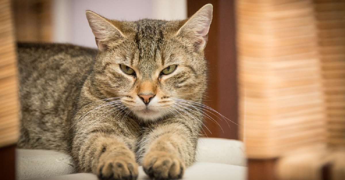 Gattino Tabby non apprezza particolarmente la presenza del fratello, nel video tutta la sua insofferenza