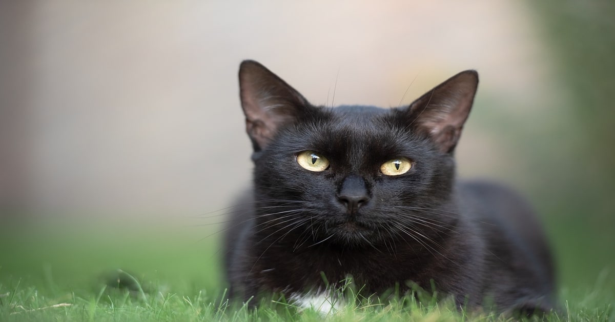 Un gattino dimostra alla rete il suo talento per vari sport (VIDEO)