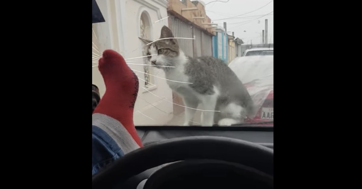 Vuole scacciare un gattino dal parabrezza della sua auto ma il Karma lo castiga (VIDEO)