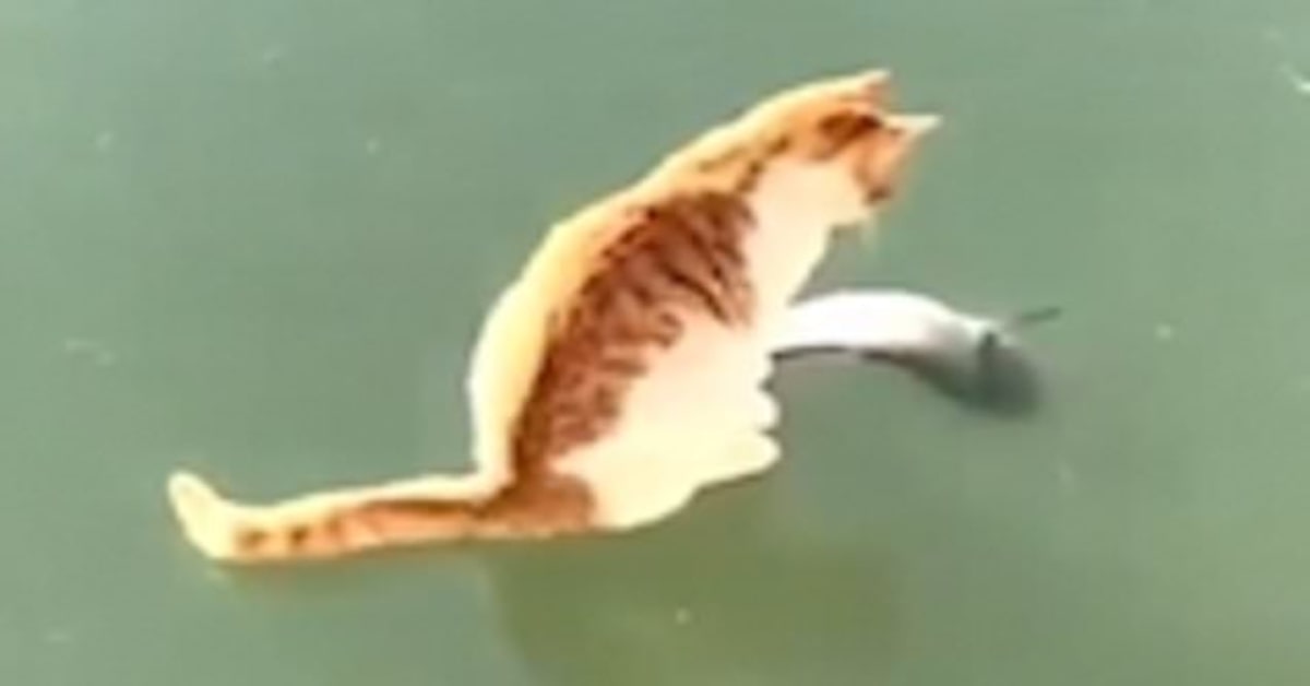 Il disperato tentativo di un gattino di acchiappare un pesce in un lago ghiacciato (VIDEO)