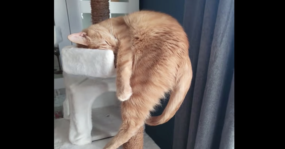 Un gattino sceglie un luogo decisamente scomodo per dormire (VIDEO)