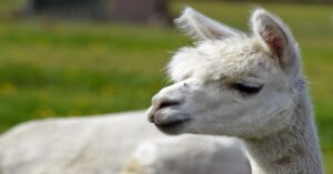 Un tenero cucciolo di Alpaca e un gattino giocano insieme (VIDEO)