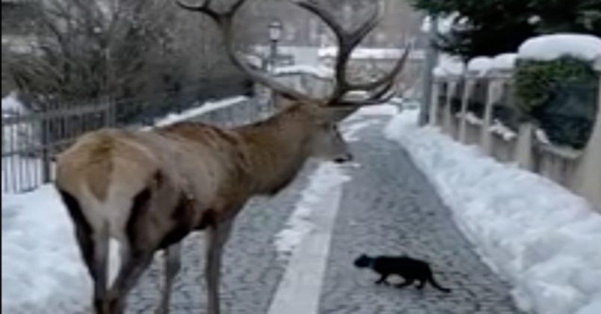 Il meraviglioso incontro fra un cervo e un gattino nero in Abruzzo (VIDEO)