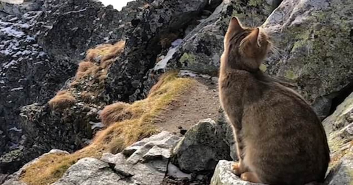 Un uomo scala il picco più alto della Polonia e trova un gattino ad aspettarlo in cima (VIDEO)