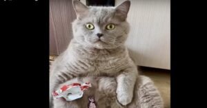 Un gattino grigio viene scoperto mentre mangia le caramelle (VIDEO)