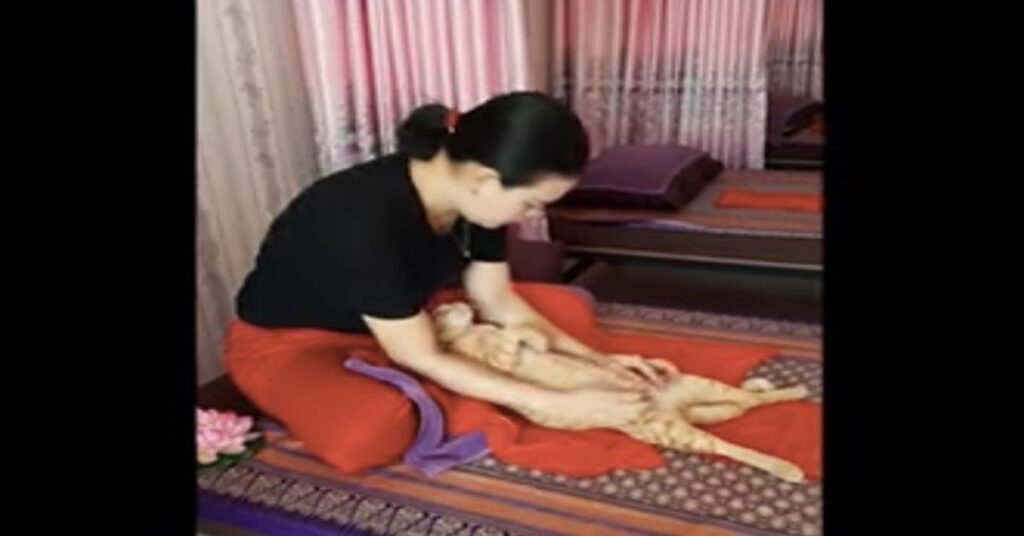 al gatto viene fatto massaggio tailandese