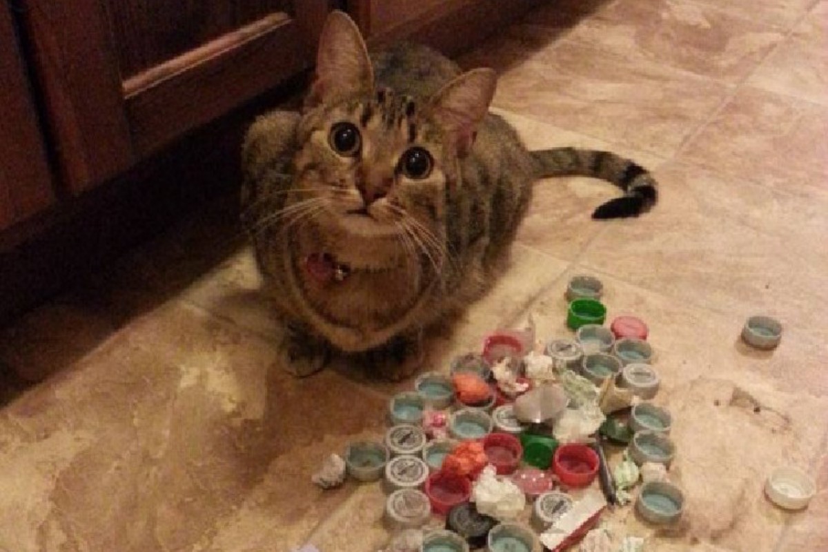 gatto con tappi di plastica
