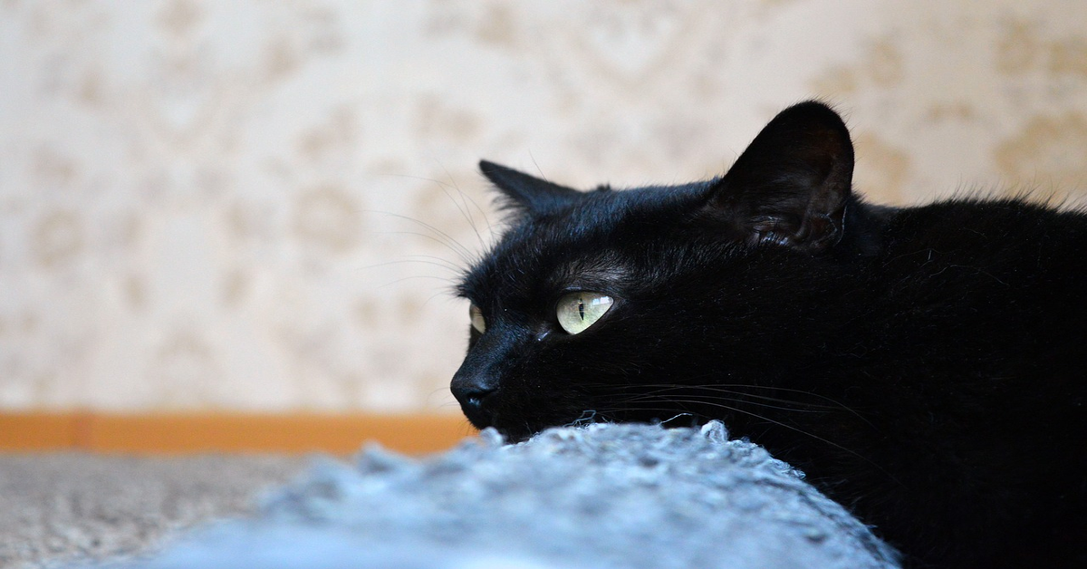 Il gattino va pazzo per i biscotti al cioccolato e li ruba (VIDEO)