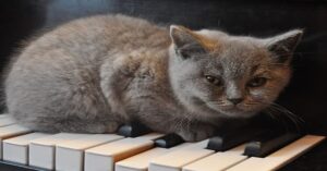 Un gattino suona una musica dell’orrore con una tastiera (VIDEO)